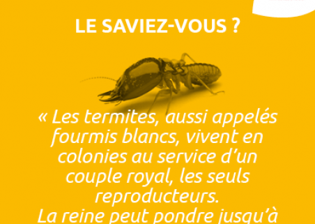 Photo 8 de BHL PROPHYLAXIE